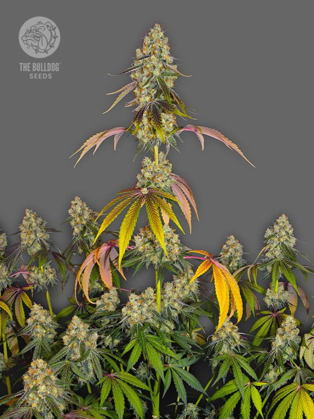 The Bulldog Seeds The Bulldog Biscoitos Feminizados, 3 e 5 pcs