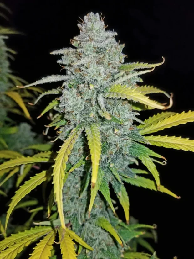 Fast Buds Biji Ganja Blue Dream Auto