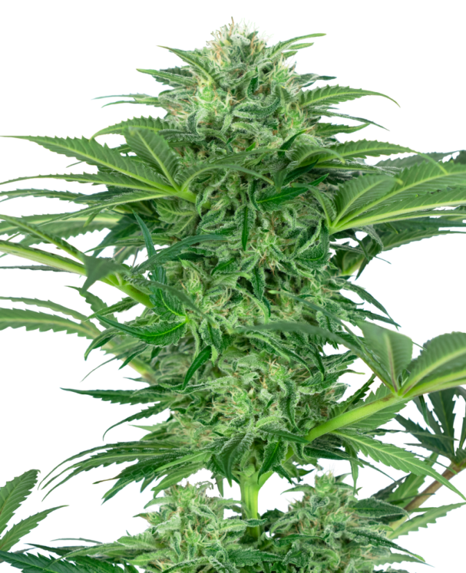 Sensi Seeds Cannabis Seeds Skunk Dream CBD Feminized, 3-10 kpl