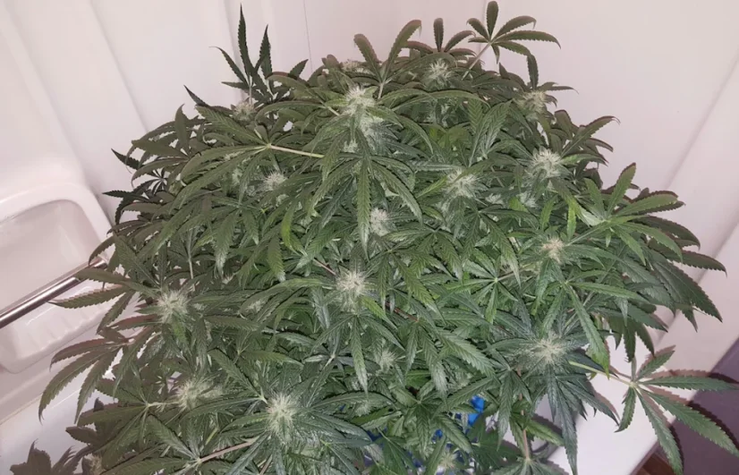 Fast Buds Hạt giống cần sa Green Crack Auto
