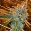 Fast Buds Cannabis Seeds West Coast O.G. Auto