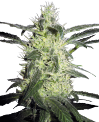 Sensi Seeds Semințe de canabis Silver Haze® feminizate, 3-10 buc.