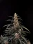 Fast Buds Sjemenke konoplje Amnesia Haze Auto