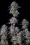 Fast Buds Sjemenke konoplje Blueberry Auto