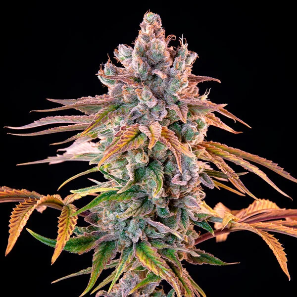 Royal Queen Seeds Semințe de canabis Royal Cheese - Feminizate rapid