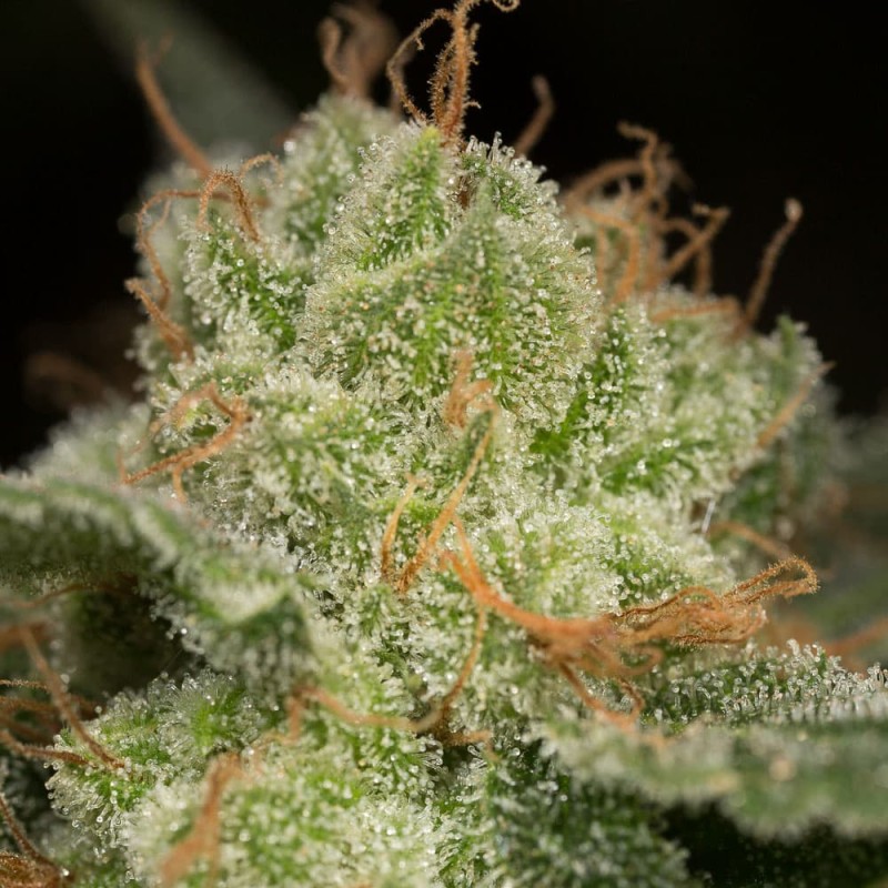 Silent Seeds Seminte de Canabis Lemon Tree Fast By Lemon Tree Feminizate