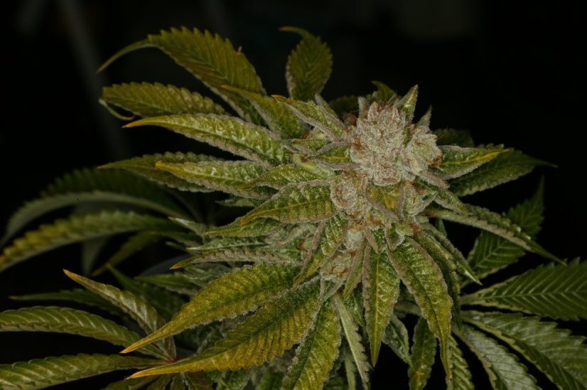 T.H.Seeds™ Semințe de canabis MK-Ultra™, pachet 5+1, obișnuite