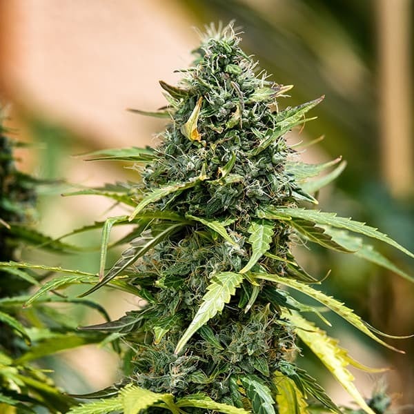 Royal Queen Seeds Seminte de canabis Royal Gorilla Auto