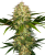 Sensi Seeds Cannabis Seeds Afghani #1 Regular, 10 kom