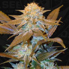 T.H.Seeds™ Seminte de canabis Critical HOG™, pachet 5+1, feminizate