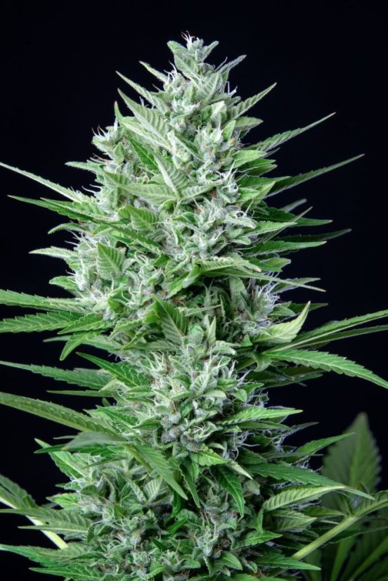 Fast Buds Sjemenke konoplje White Widow Auto