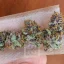 Blimburn Seeds Cannabiszaden Blue Dream Gefeminiseerd