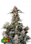Fast Buds Semi di Cannabis Amnesia Zkittlez Auto