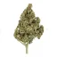 Royal Queen Seeds Semințe de canabis Lemon Shining Silver Haze feminizate