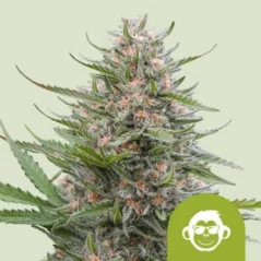 Royal Queen Seeds Kannabisfræ Grape Ape Auto