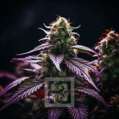Blimburn Seeds Seminte de canabis Sirius Black feminizate