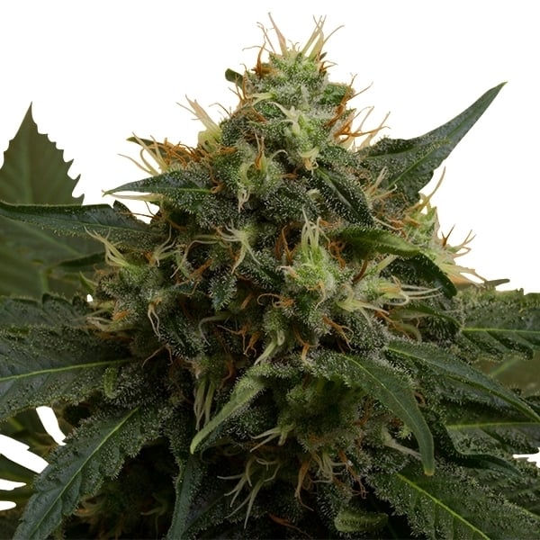 Royal Queen Seeds Semințe de canabis Ice feminizate