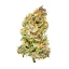 Royal Queen Seeds Semințe de canabis Bubble Kush Auto