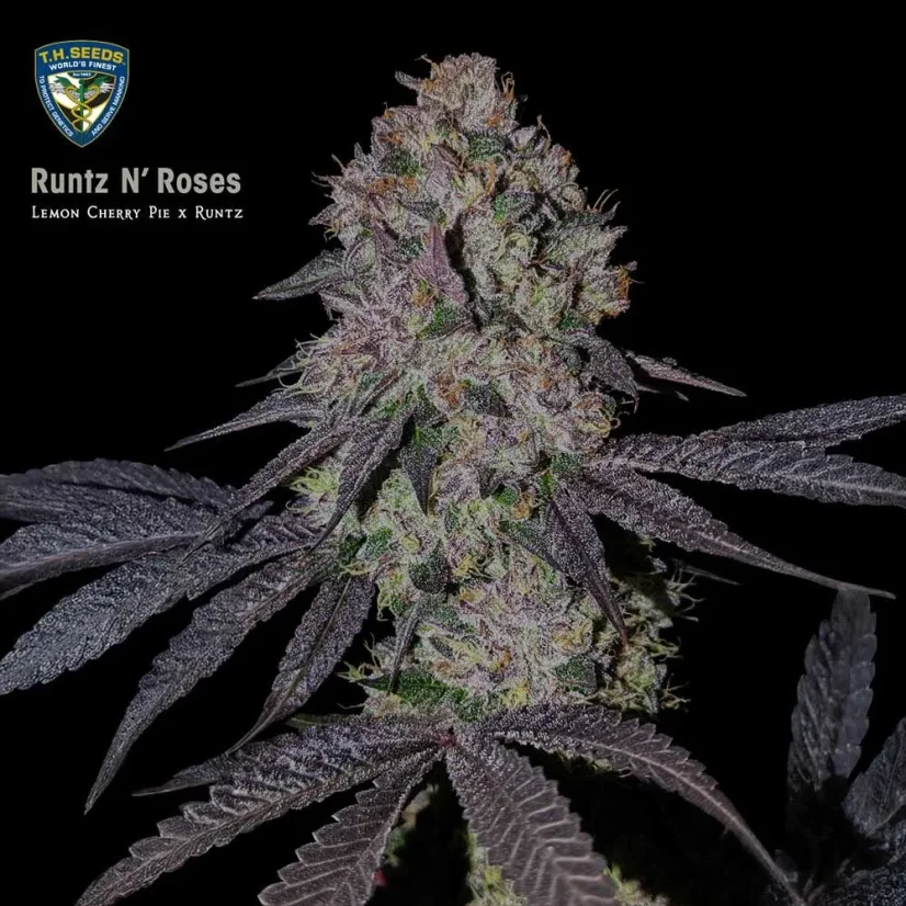 T.H.Seeds™ Seminte de canabis Runtz N' Roses, pachete diverse, feminizate