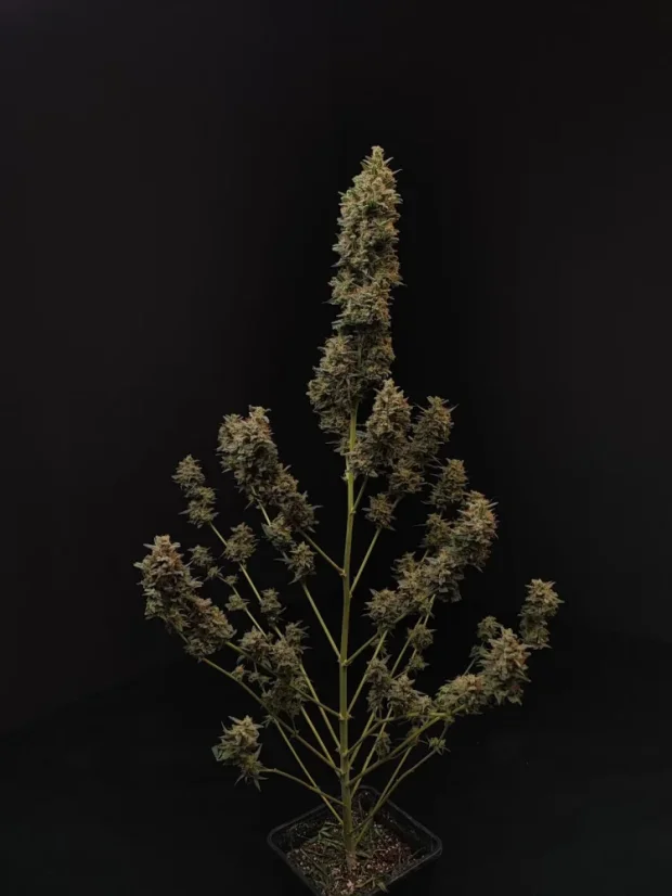 Fast Buds Sjemenke Kanabisa Chemdawg Auto