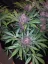 Fast Buds Cannabis Seeds Blackberry Auto