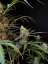 Fast Buds Sjemenke konoplje Jack Herer Auto