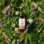 Herbican olio CBD privo di THC, 10%, 10 ml