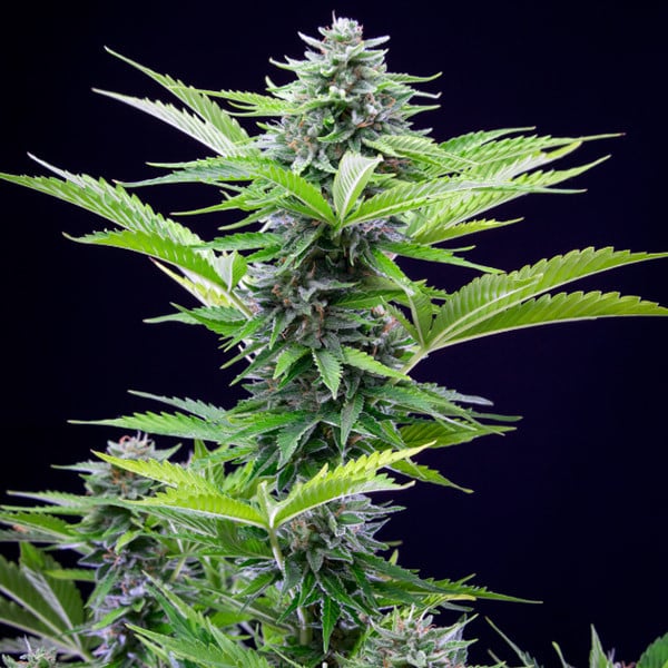 Royal Queen Seeds Cannabis Seeds Fast Eddy Auto (korkea CBD)