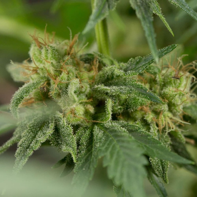 Silent Seeds Seminte de Canabis Lemon Tree Fast By Lemon Tree Feminizate