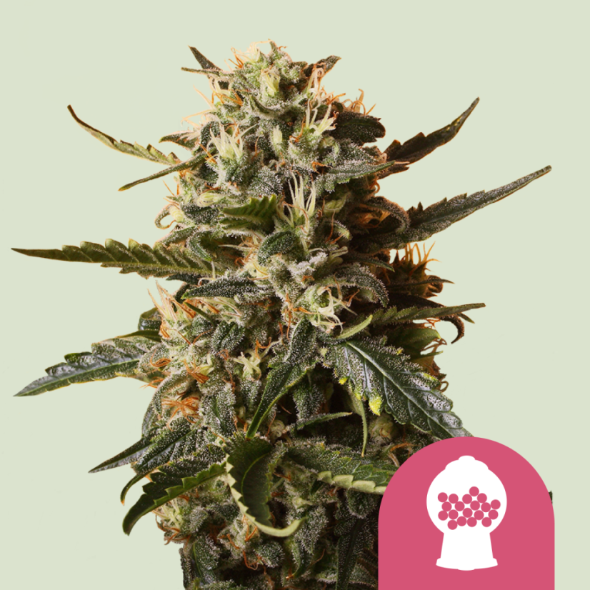 Royal Queen Seeds Seminte de canabis Bubblegum XL feminizate