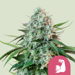 Royal Queen Seeds Sjemenke konoplje HulkBerry Feminized