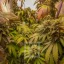 Blimburn Seeds Semena konoplje Grizzly Purple Kush Feminized