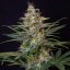 Royal Queen Seeds Seminte de canabis Shogun feminizate