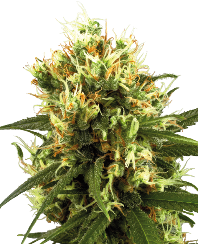 Sensi Seeds Cannabisfrön White Haze Automatic Feminized by White Label, 3-10 st