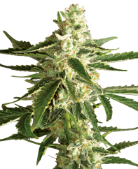Sensi Seeds Sjemenke konoplje White Diesel Haze Automatic Feminized by White Label, 3-10 kom