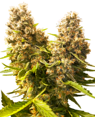 Sensi Seeds Cannabis Seeds Banana Kush Cake Automatic Feminized, 3-10 kos