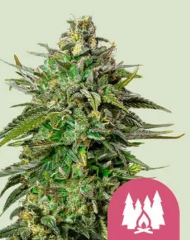 Royal Queen Seeds Semințe de canabis Larry OG feminizate
