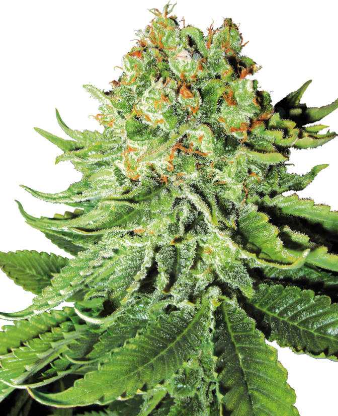 Sensi Seeds Seminte de canabis Northern Lights feminizate automat cu White Label, 3-10 buc.