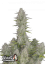 Fast Buds Semi di Cannabis Wedding Cheesecake Auto