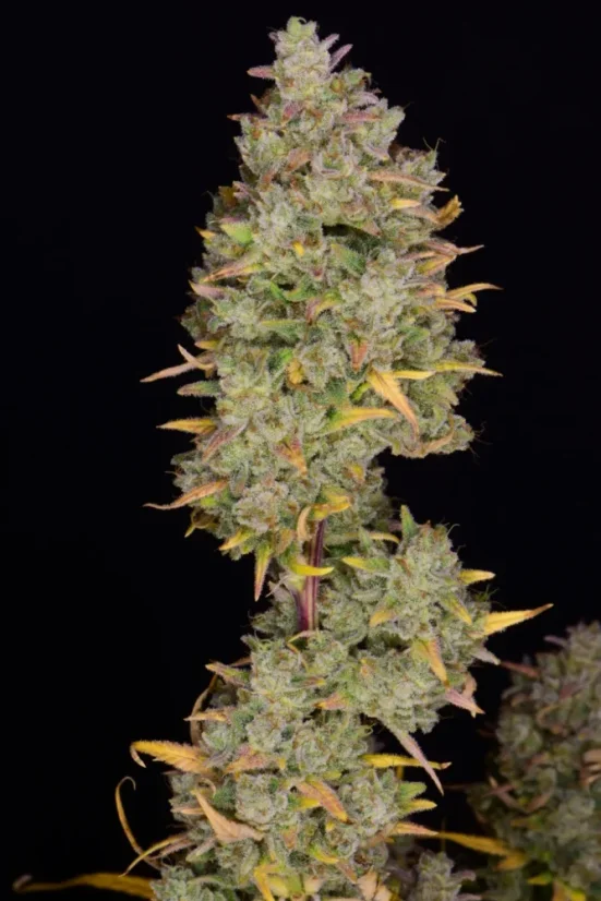 Fast Buds Biji Ganja Gelato Otomatis