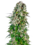 Sensi Seeds Seminte de canabis Big Bud Automatic® feminizate, 3-10 buc