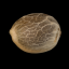 Silent Seeds Seminte clasice de canabis Original Amnesia feminizate