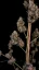 Fast Buds Sjemenke Kanabisa Cheese Auto