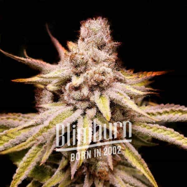 Blimburn Seeds Sjemenke konoplje Wifi OG Feminized