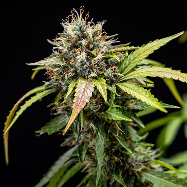 Royal Queen Seeds Semințe de canabis North Thunderfuck Auto