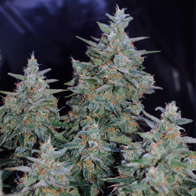 Silent Seeds Seminte de canabis clasice Critical Jack feminizate