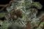 T.H.Seeds™ Graines de cannabis Underdawg™, paquet de 5+1, féminisées