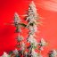 Silent Seeds Seminte clasice de canabis OG Kush feminizate
