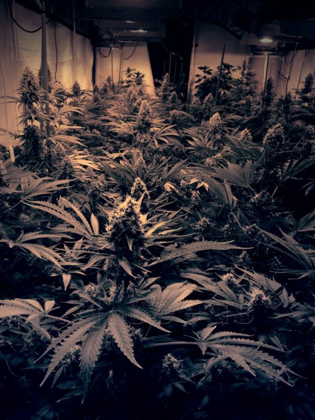 T.H.Seeds™ Seminte de canabis Auto Critical HOG™, pachet 5+1, feminizate