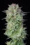 Fast Buds Sjemenke konoplje Košer kolač Auto